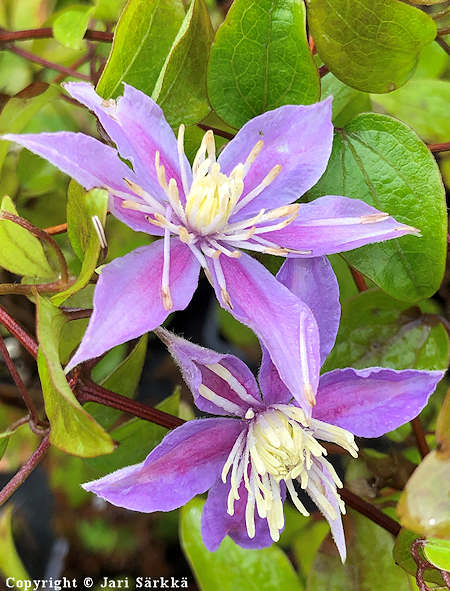 Clematis Viticella-Ryhmä 'Justa' tarhaviinikärhö